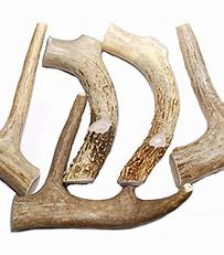 DEER ANTLERS